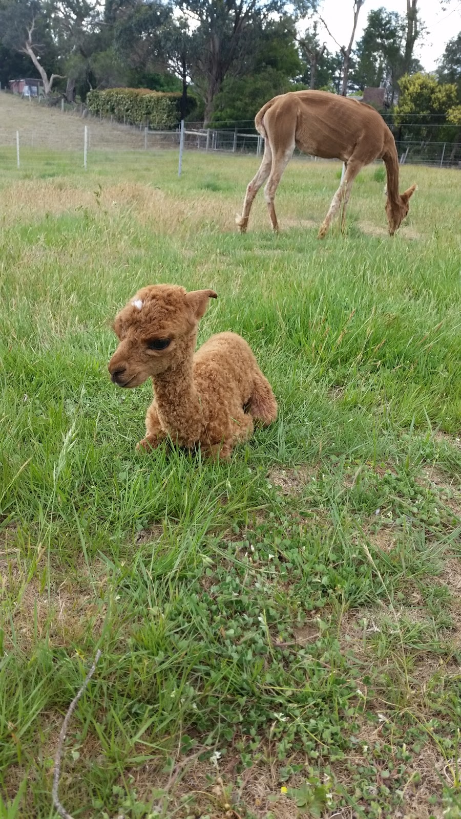 BreenBurn Alpacas | 71 Potts Rd, Taradale VIC 3447, Australia | Phone: 0412 903 288