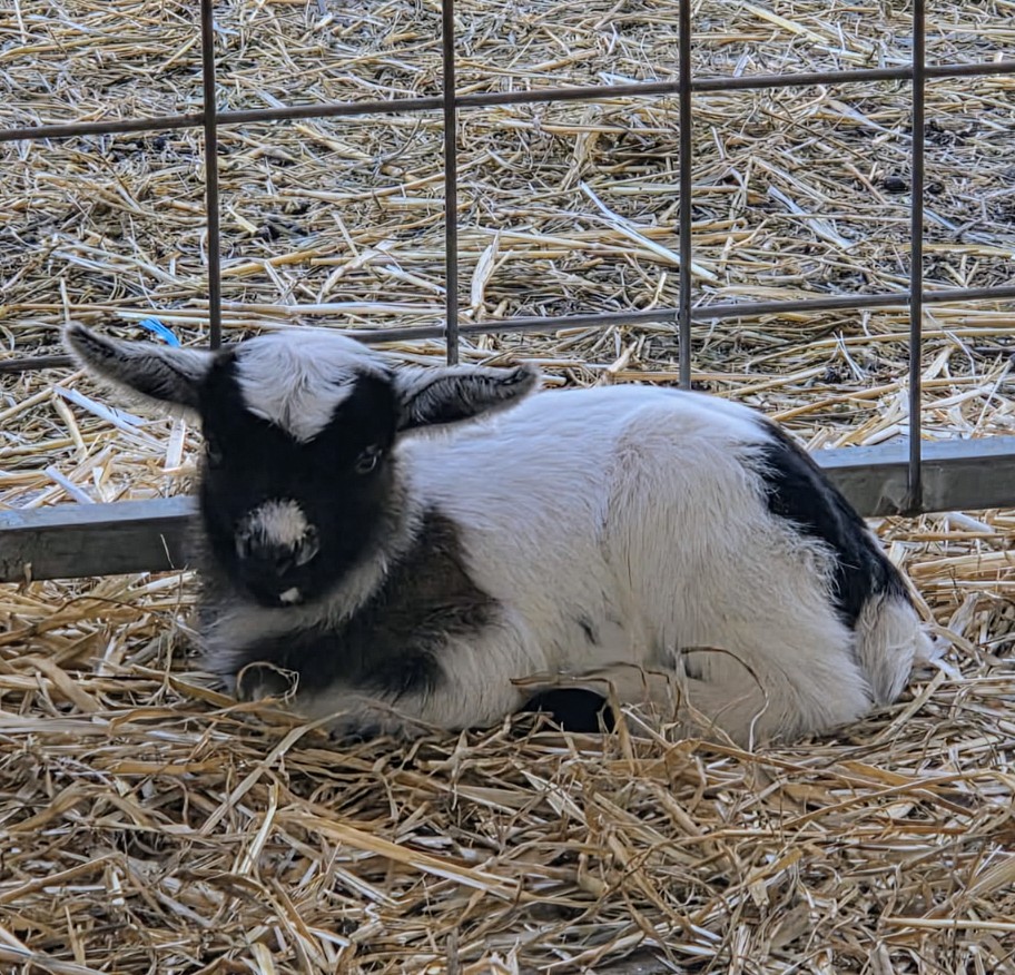 Gumnut Valley Alpacas | 456 Butterwick Rd, Butterwick NSW 2321, Australia | Phone: 0415 855 040