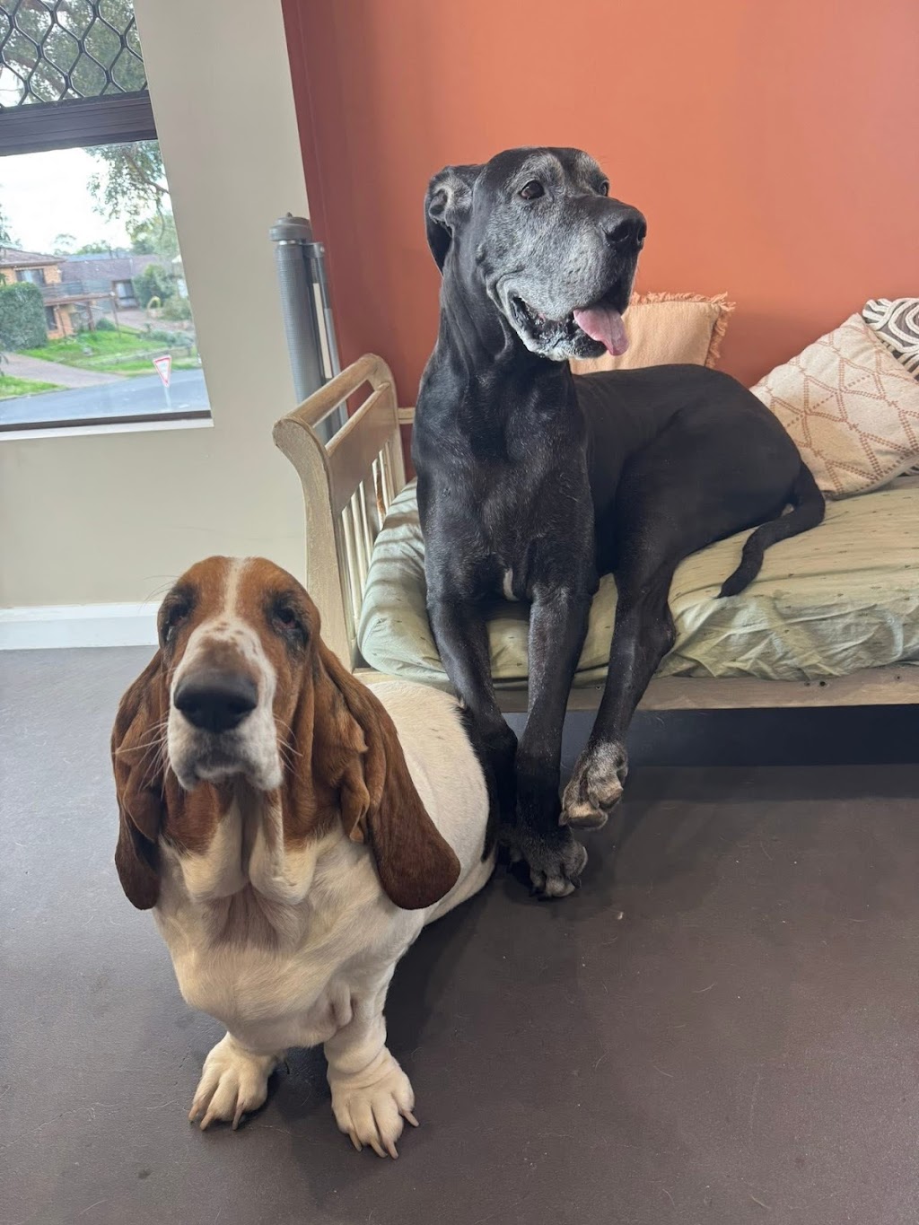 Guapo Puppo Dog Grooming | 58 Willcox Ave, Singleton Heights NSW 2330, Australia | Phone: 0434 632 455