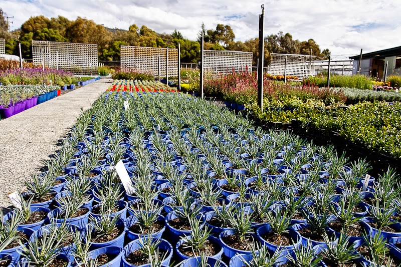 Granton Plants |  | 30 Turners Rd, Granton TAS 7030, Australia | 0362637988 OR +61 3 6263 7988