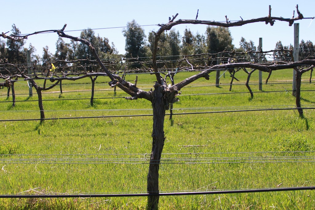 Butler Crest Estate Vineyard | Heath Rd, Wilyabrup WA 6280, Australia | Phone: (08) 9755 1521