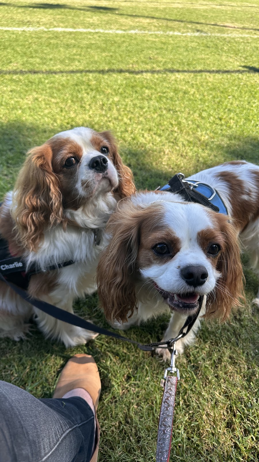 Cocobo paws 4 life | The Driftway, Richmond NSW 2753, Australia | Phone: 0404 824 906