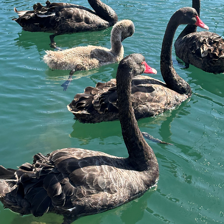 Hobart Scenic House Boat Accommodation | 61 Ferry Rd, Kettering TAS 7155, Australia | Phone: 0412 849 935