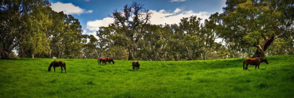 Cornerstone Stud | 476 Eden Valley Rd, Angaston SA 5353, Australia | Phone: (08) 8561 0000