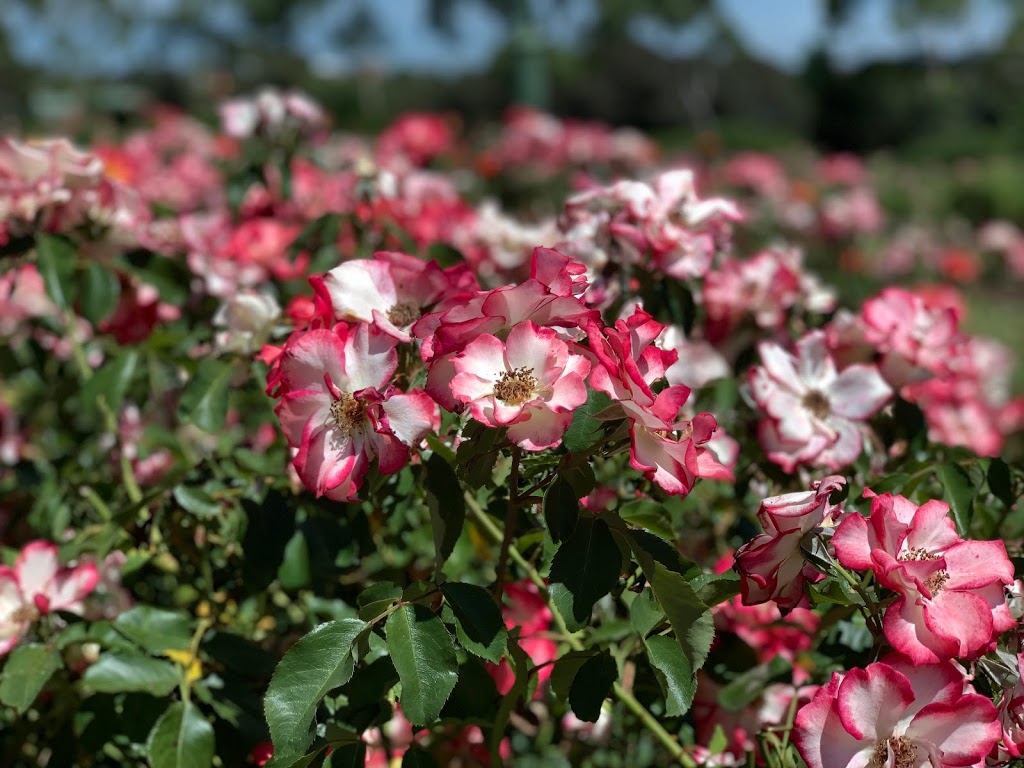 Mornington Botanical Rose Gardens | park | Dunns Rd & Mornington-Tyabb Rd, Mornington VIC 3931, Australia | 0459032497 OR +61 459 032 497