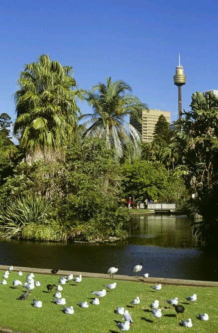 Royal Botanic Gardens | Mrs Macquaries Rd, Sydney NSW 2000, Australia | Phone: (02) 9231 8111
