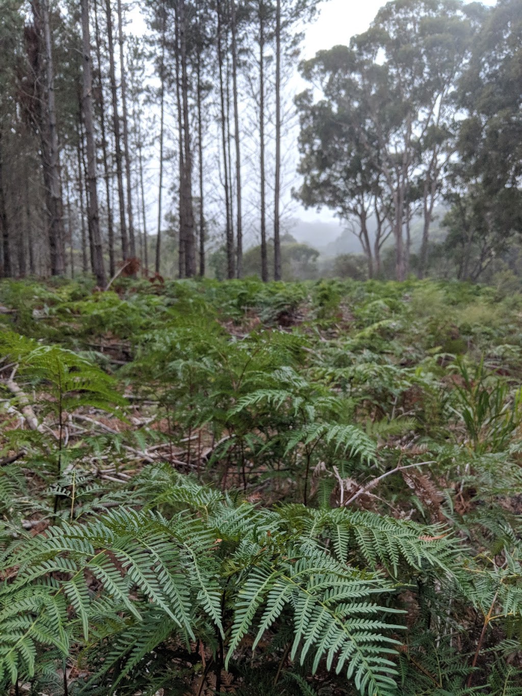 HQ Camp Wingello State Forest | Forest Rd, Wingello NSW 2579, Australia