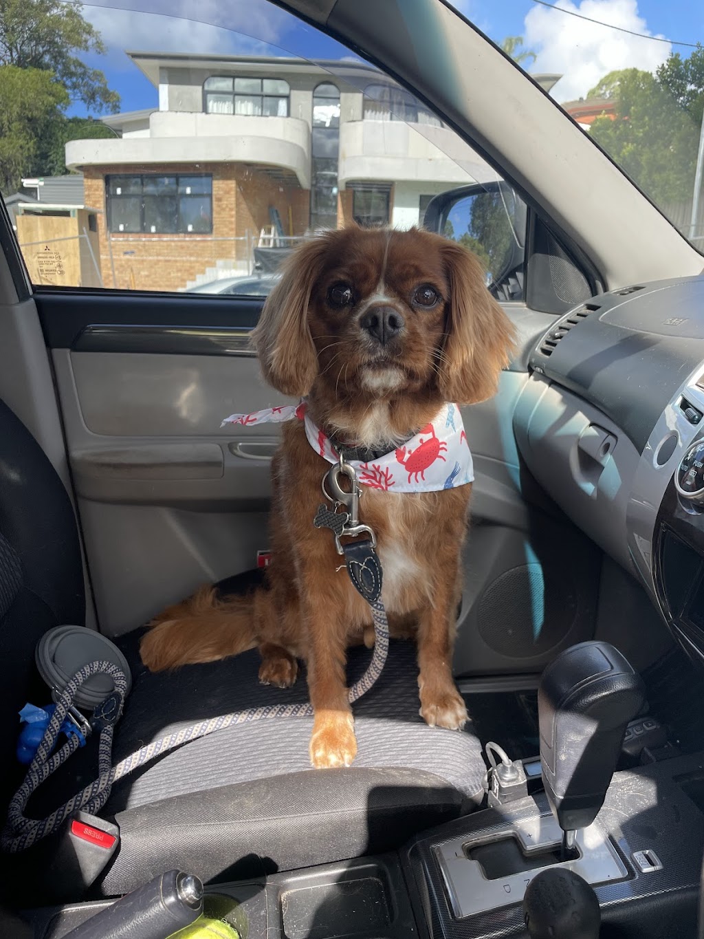 Beauty And Beast Dog Grooming | 26 Bega Rd, Jannali NSW 2226, Australia | Phone: 0417 230 903