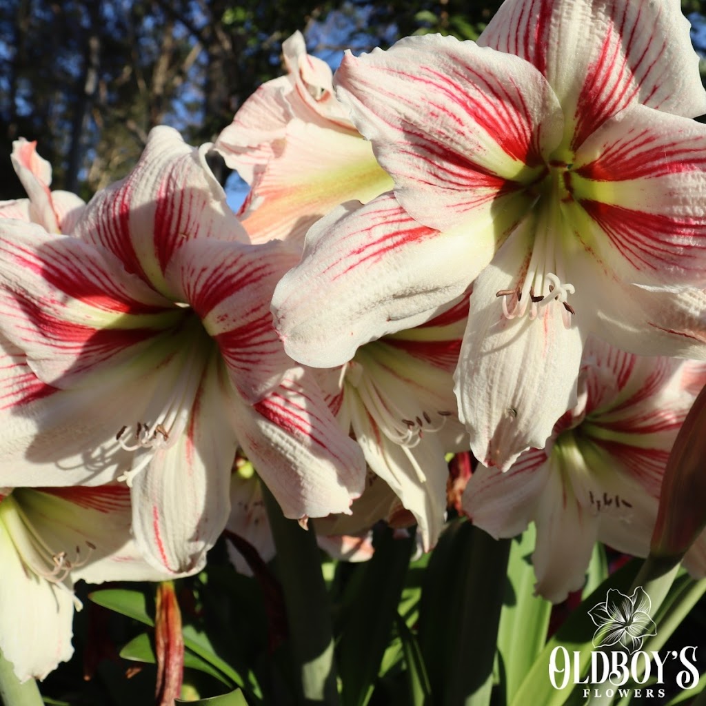 Oldboys Flowers | 1335 Wardell Rd, Wardell NSW 2477, Australia | Phone: 0497 642 664