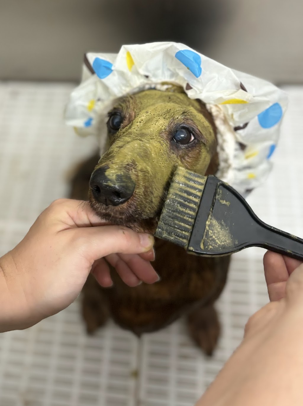 K9 Kulture Daycare and Spa | 15 Industrial Ave, Yeppoon QLD 4703, Australia | Phone: 0477 738 964