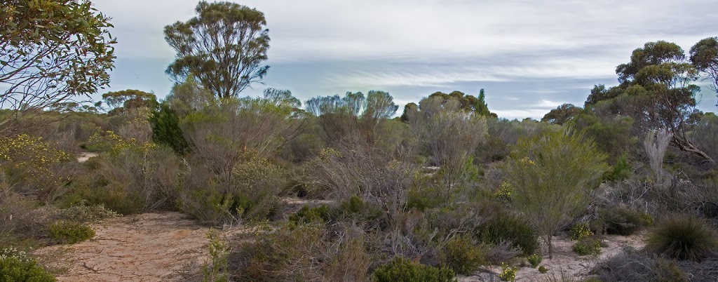 Monarto Conservation Park | park | Ferries McDonald Rd, Monarto South SA 5254, Australia | 0882041910 OR +61 8 8204 1910