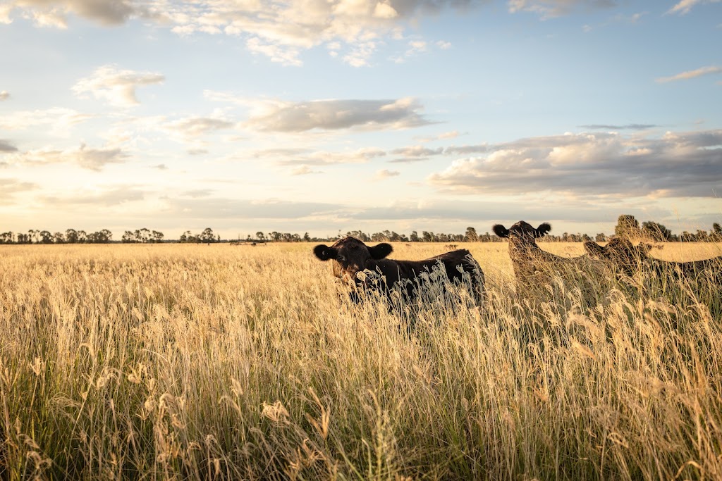 Jayne E Photography -Samford photographer and studio | 9 Herron Rd, Closeburn QLD 4520, Australia | Phone: 0421 722 802