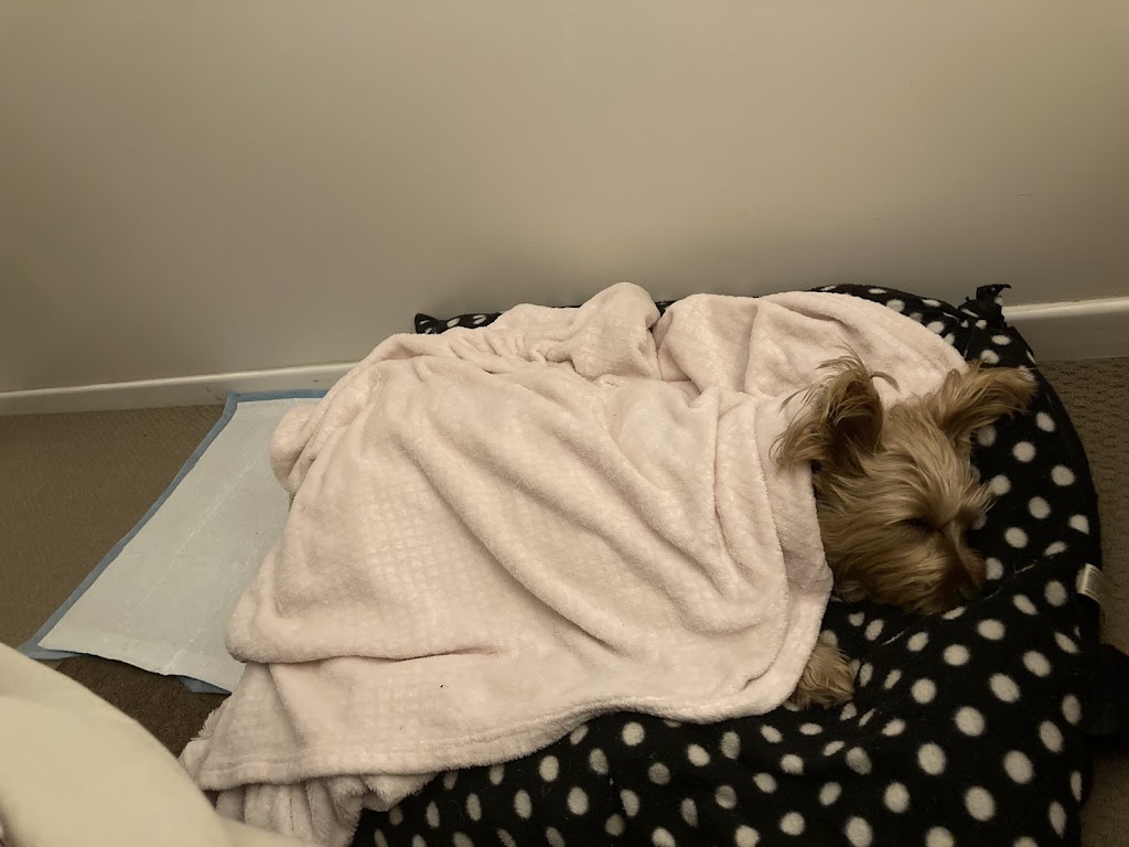 Valley Veterinary Surgery - Marian | 3 Hadley St, Marian QLD 4753, Australia | Phone: (07) 4914 2404