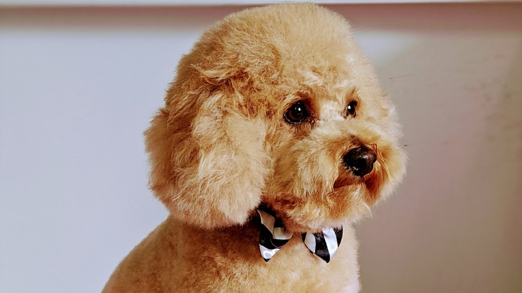 Claires Dog Grooming | 62 Jasper Rd, Baulkham Hills NSW 2153, Australia | Phone: 0406 598 505