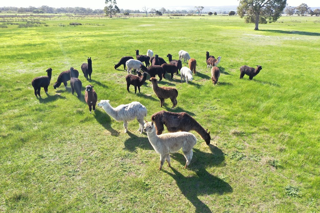 Brookwood Alpacas | food | 130 Bingham Rd, Bullsbrook WA 6084, Australia | 0895711787 OR +61 8 9571 1787