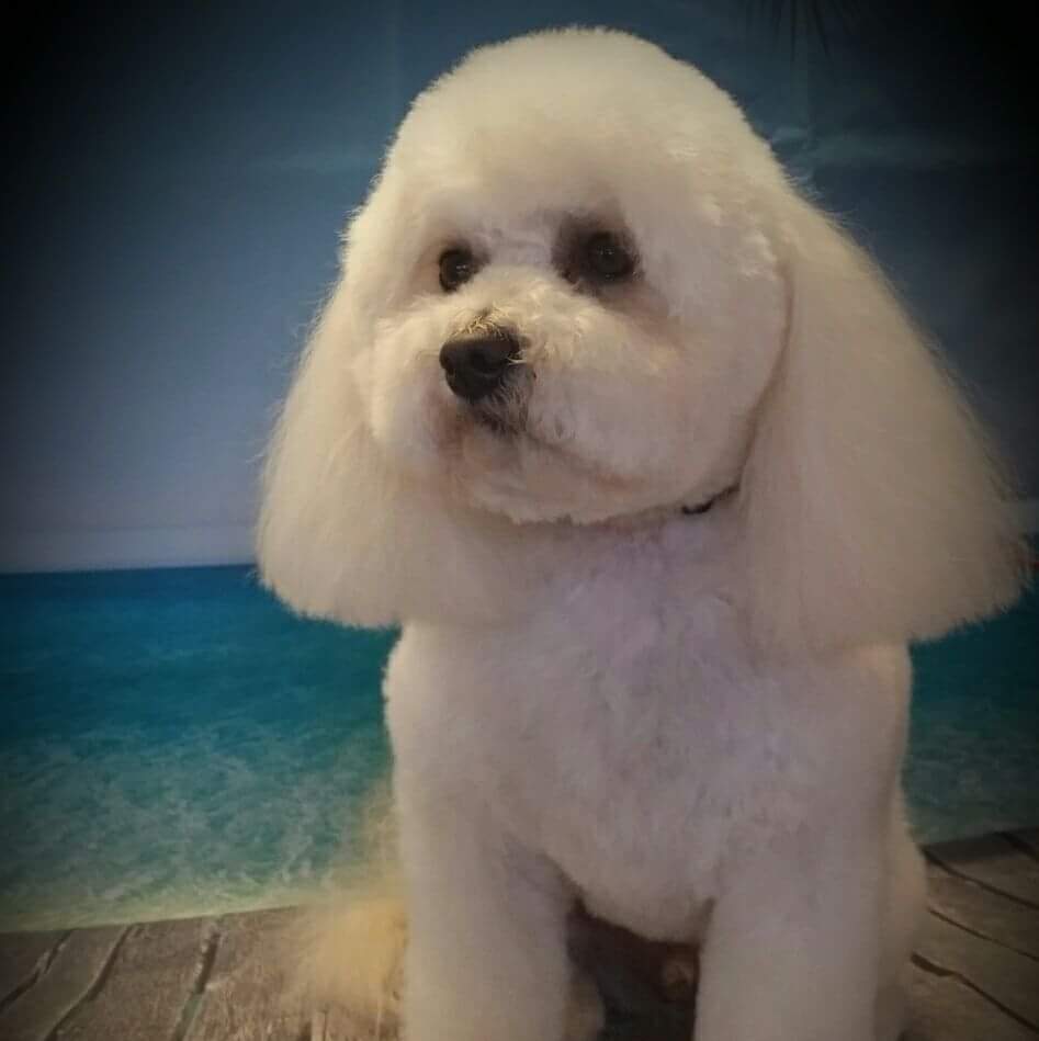 All Breeds Dog Grooming | 45 Sewell St, Yealering WA 6372, Australia | Phone: 0409 218 277