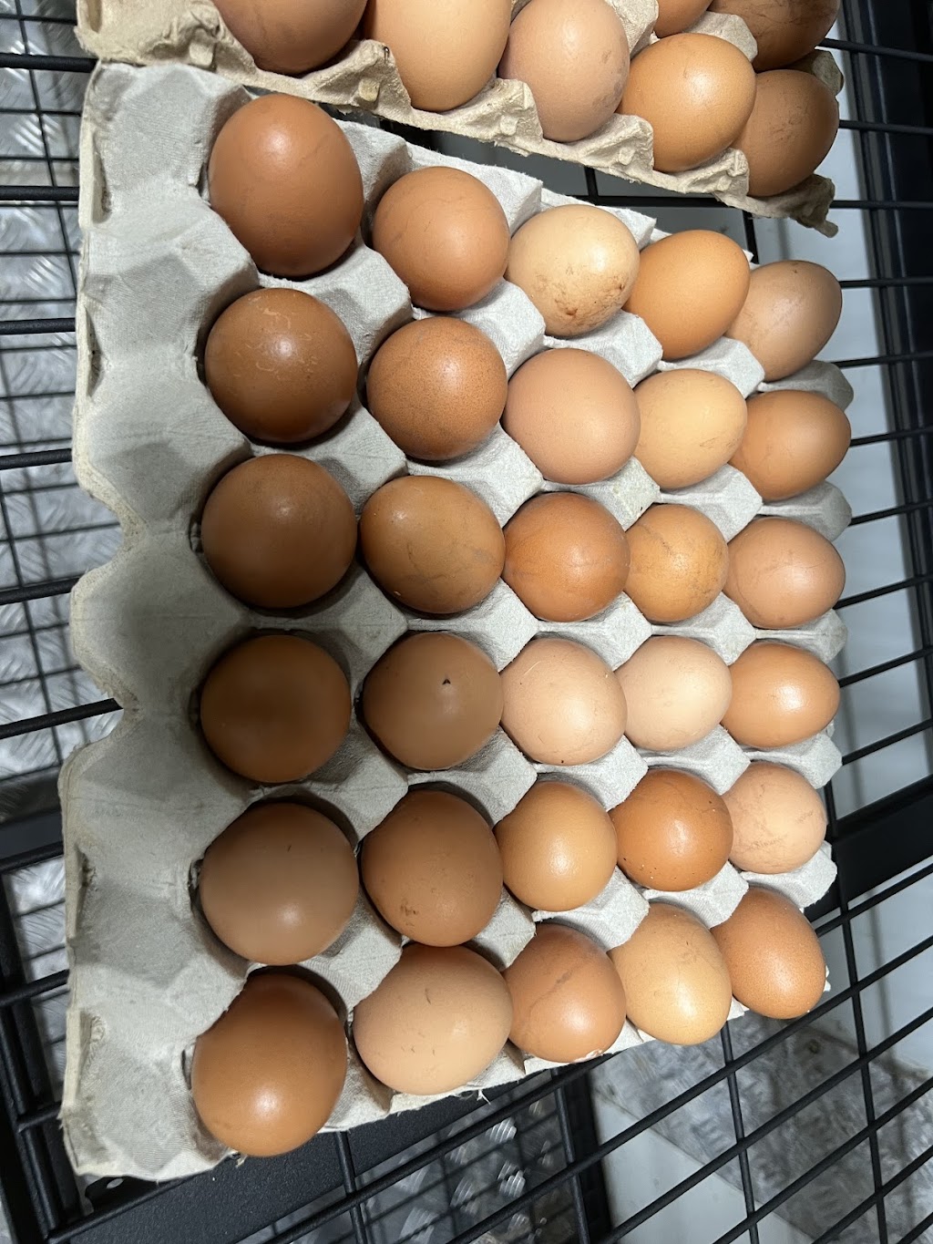 Jila free range | 152 Mountain Ave, Yarramundi NSW 2753, Australia | Phone: 0418 738 784