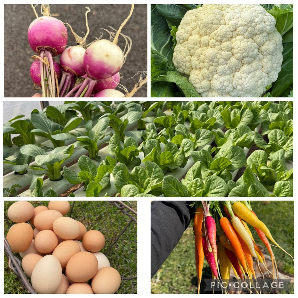 Arteka Farming | 65A Kannenbergs Rd, Hamilton VIC 3300, Australia | Phone: 0459 485 776 Arteka Farming | 65A Kannenbergs Rd, Hamilton VIC 3300, Australia | Phone: 0459 485 776