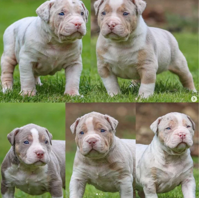 Royal Bully Family | zoo | Bar Beach Ave, Merewether NSW 2291, Australia | 0419552416 OR +61 419 552 416