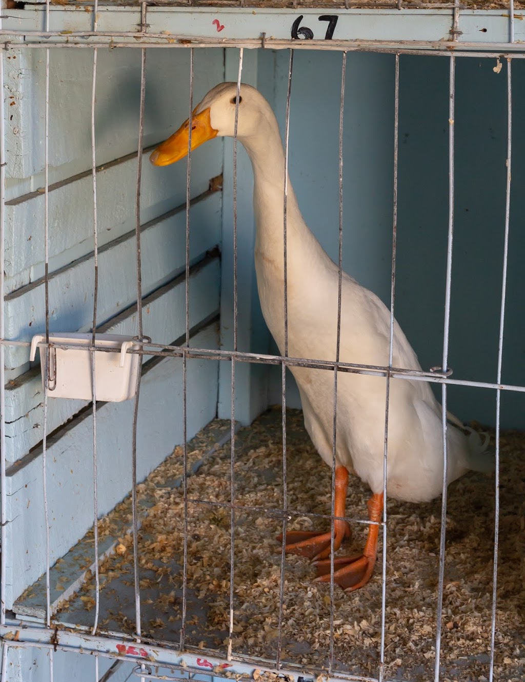 Mullumbimby Agricultural Show Society Inc |  | Main Arm Rd, Mullumbimby NSW 2482, Australia | 0439136107 OR +61 439 136 107