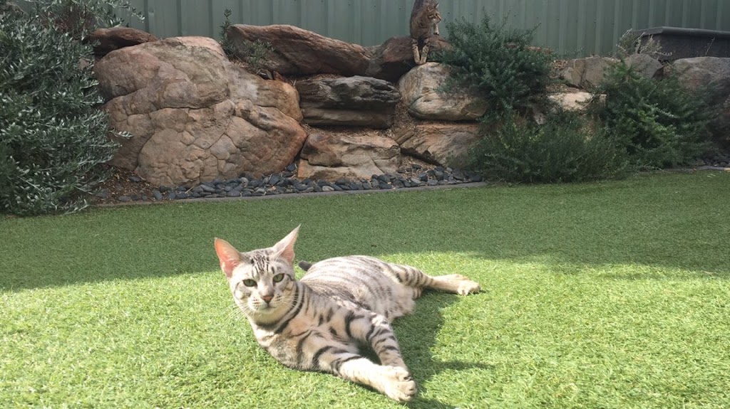 Jasmarez Breeding Cats & Cattery | Womma Rd, Elizabeth North SA 5113, Australia | Phone: 0412 963 498