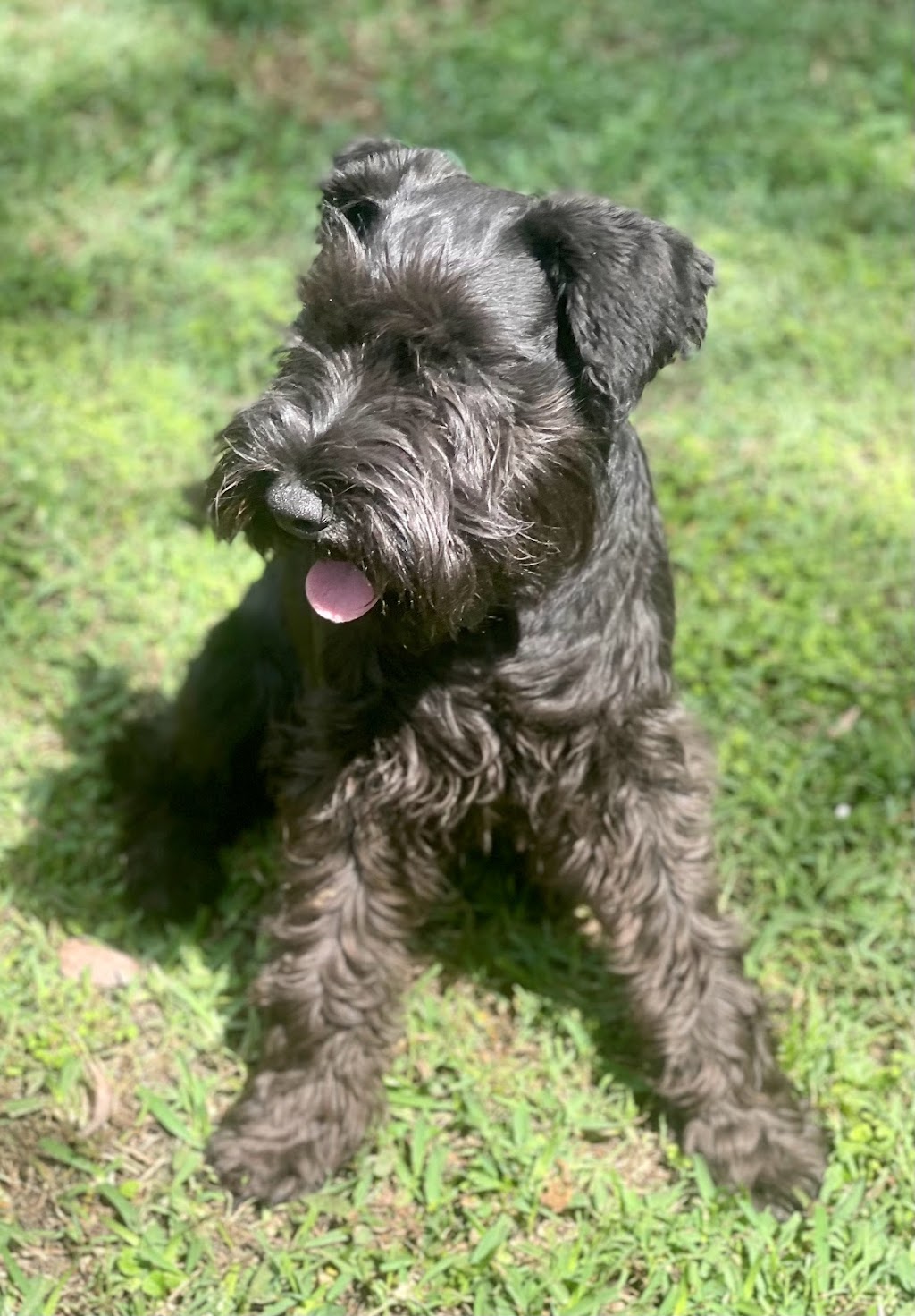 MYLANBAH - MINI SCHNAUZERS |  | 524 Lambs Valley Rd, Lambs Valley NSW 2335, Australia | 0434054576 OR +61 434 054 576