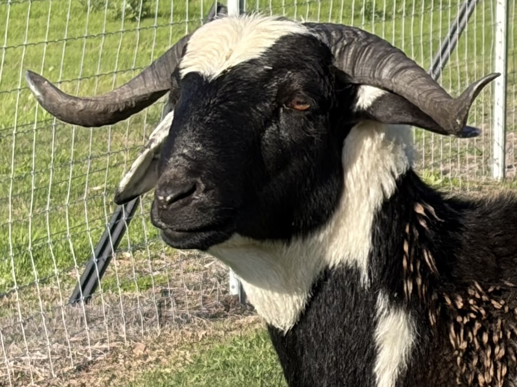 Hamilton Ridge Damara Stud | 327 Cranky Corner Rd N, Glendon Brook NSW 2330, Australia | Phone: 0433 166 457