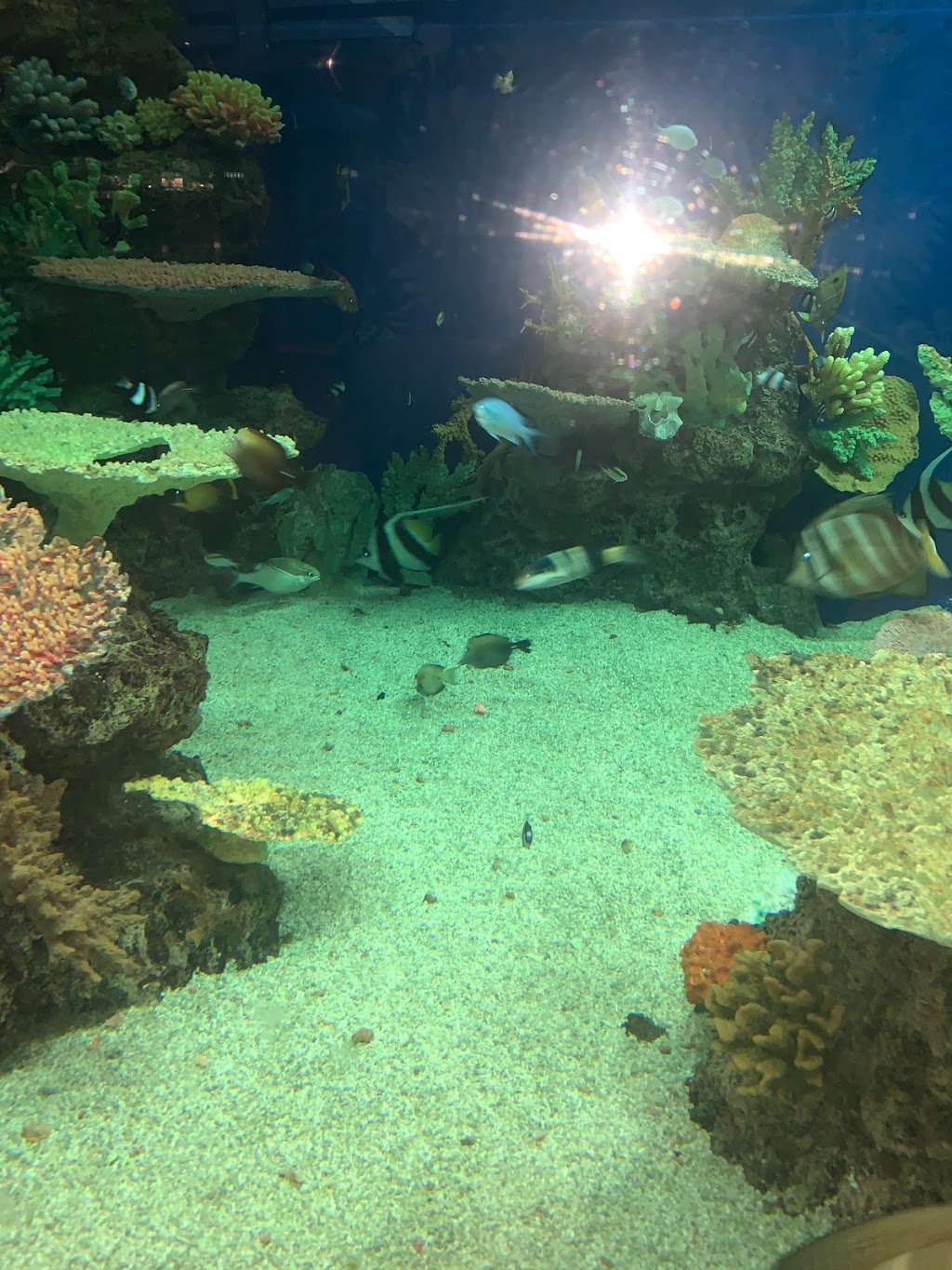 Southport Sharks | Olsen Ave &, Musgrave Ave, Southport QLD 4215, Australia | Phone: (07) 5532 1155