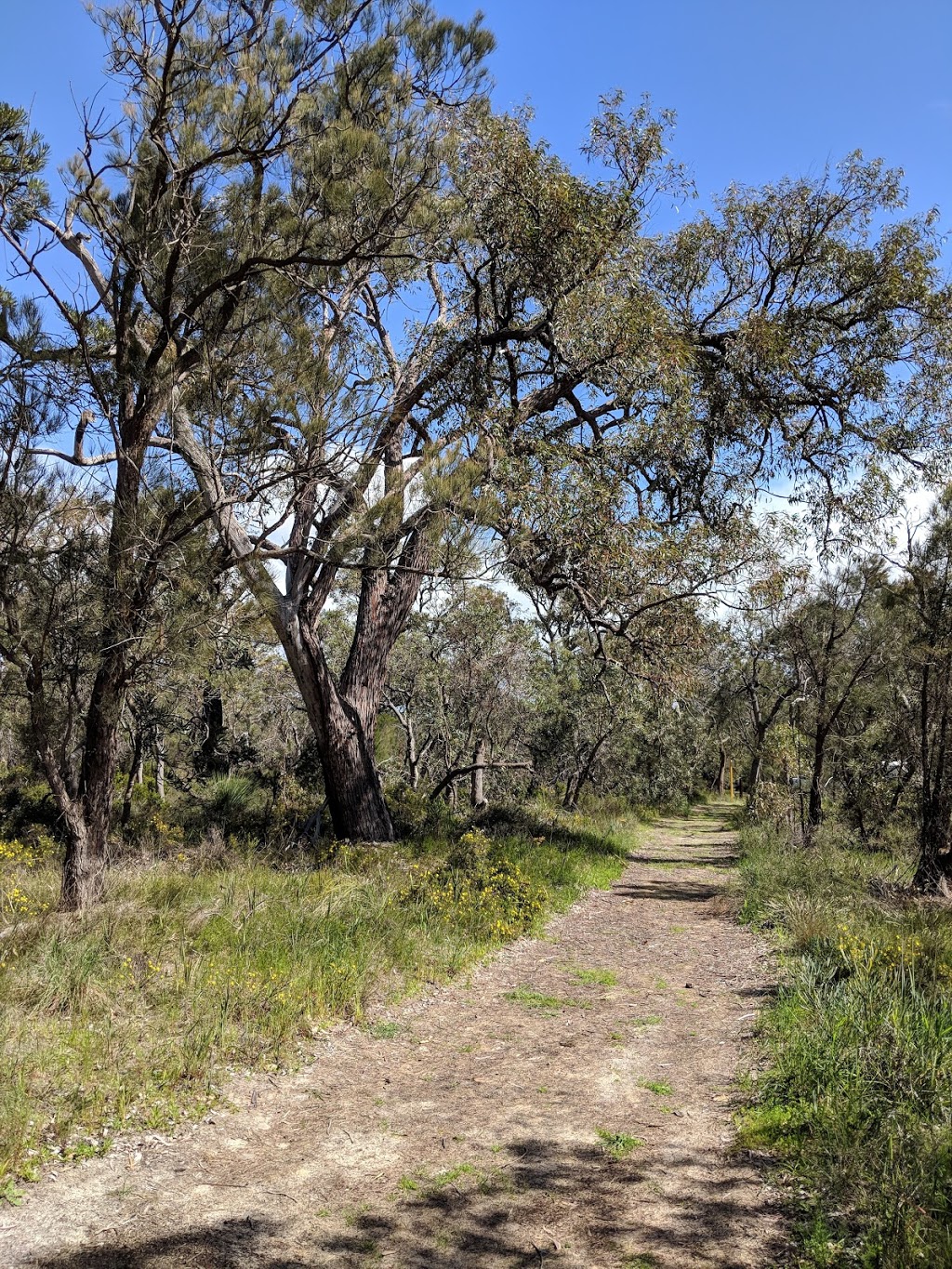 Murdoch University Banksia Woodland Reserve | park | Campus Dr, Murdoch WA 6150, Australia