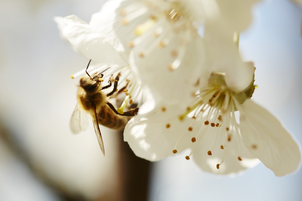 Yarra Valley Cherries | 585 Victoria Rd, Seville VIC 3139, Australia | Phone: (03) 5964 4685