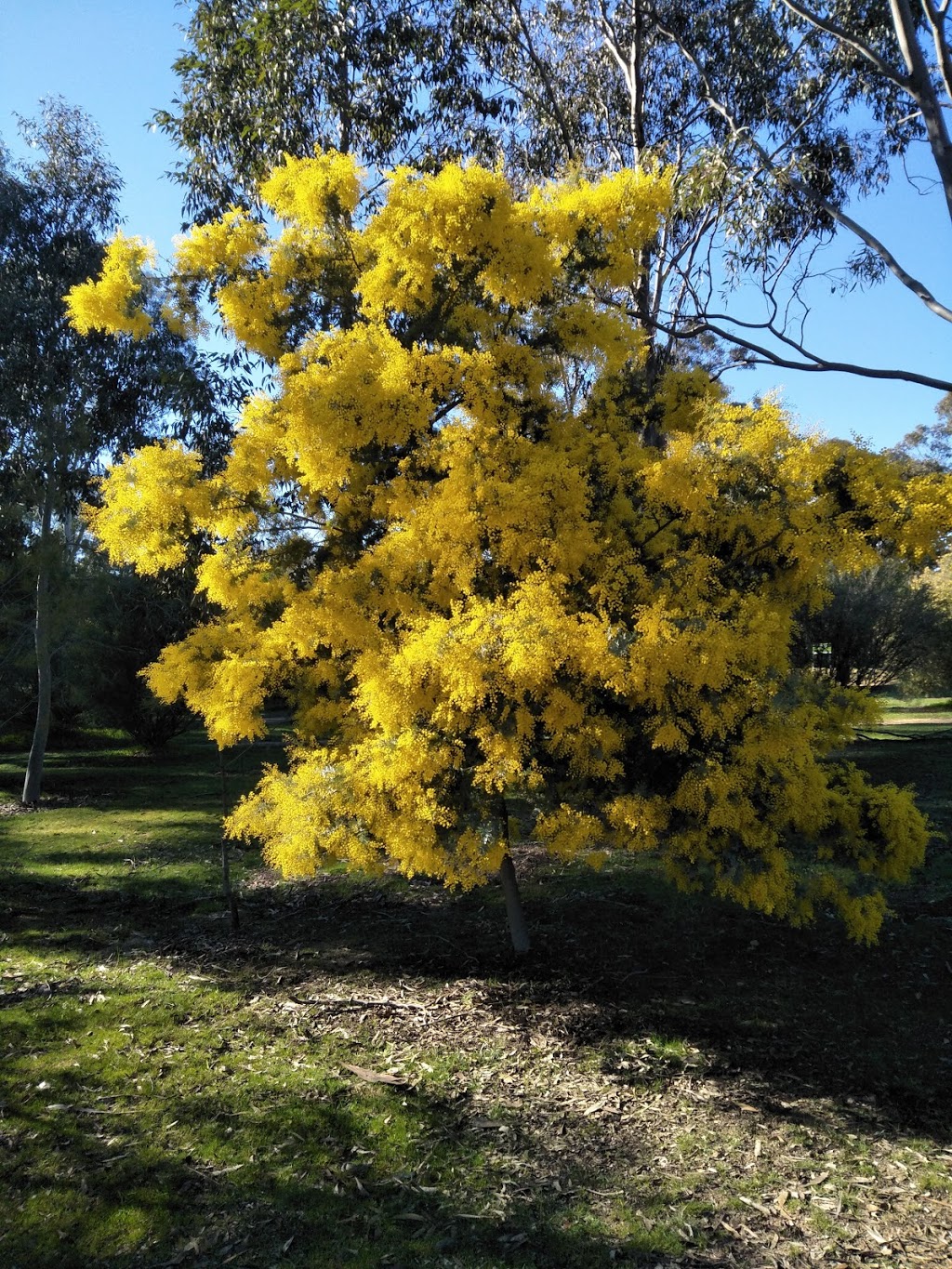 Bendigo Golf Club | Golf Course Rd, Epsom VIC 3551, Australia | Phone: (03) 5448 4878