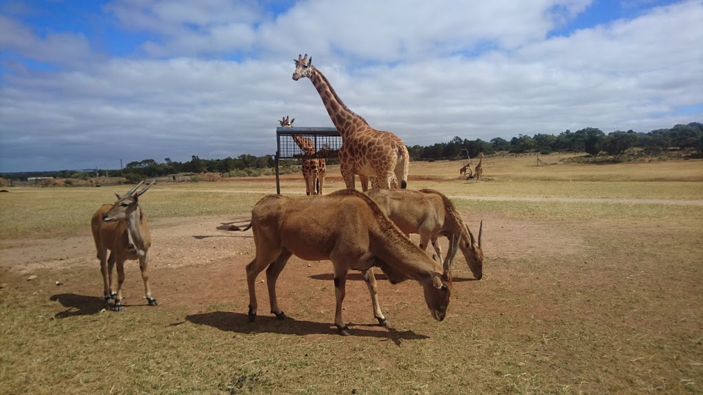 Monarto Zoo | Old Princes Hwy, Monarto South SA 5254, Australia | Phone: (08) 8534 4100