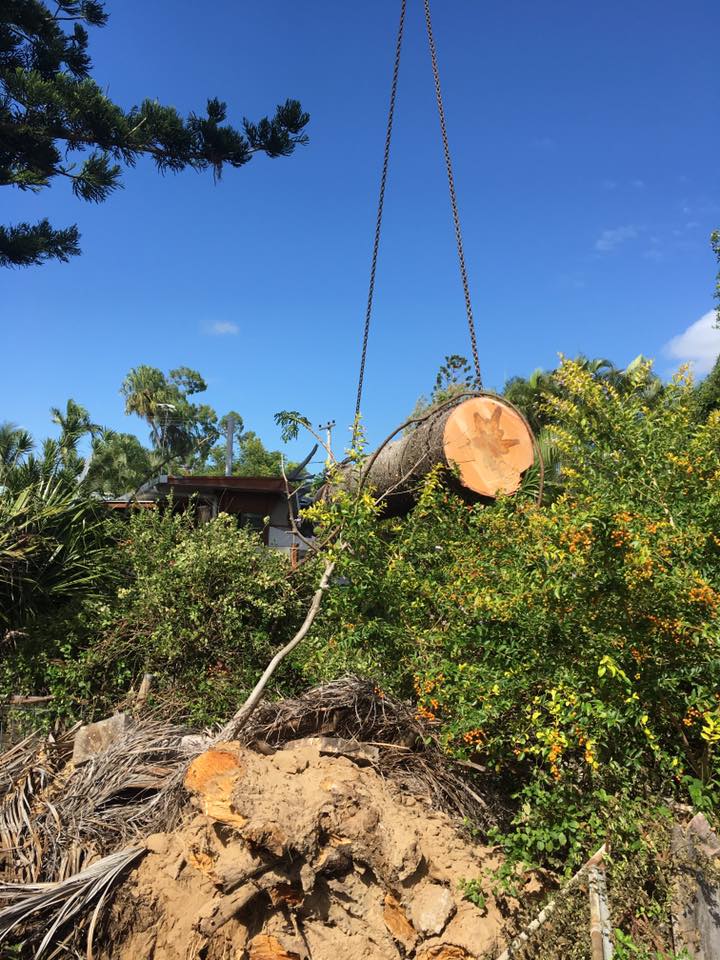 Cap Coast Tree Services - Arborist Assessments, Stump Grinding,  | park | 10 Shadow Brook Pl, Yeppoon QLD 4703, Australia | 0400736415 OR +61 400 736 415