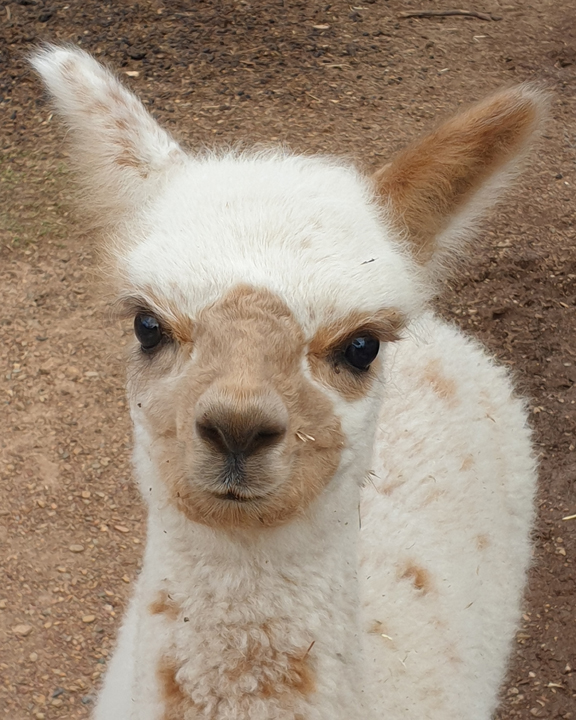 Maison Mauve Llamas and Alpacas | MT TANGA, 216 Eldridges Ln, Taylors Flat NSW 2586, Australia | Phone: (02) 6345 2397