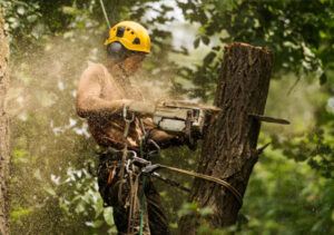 Tree Removal Mornington Peninsula | general contractor | 38 Robin Hill Dr, Mornington VIC 3931, Australia | 0370356971 OR +61 3 7035 6971