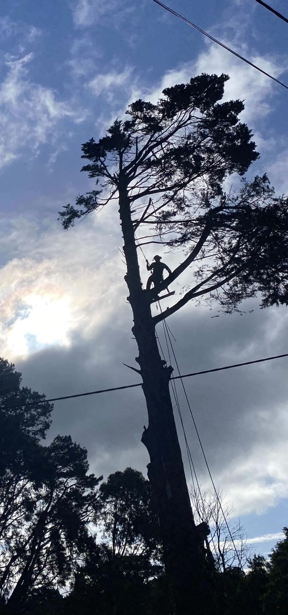 Davies Arboriculture | 135 Emerald-Monbulk Rd, Emerald VIC 3782, Australia | Phone: 0407 118 278