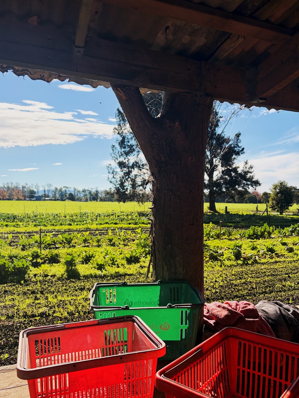 Strong Organics | 131 Millbank Rd, Terara NSW 2540, Australia | Phone: 0402 882 785