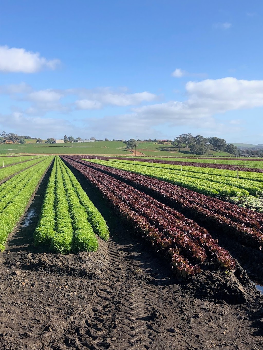 Boratto Farms Pty Ltd | 84 Woolpack Rd, Maddingley VIC 3340, Australia | Phone: 0427 731 769