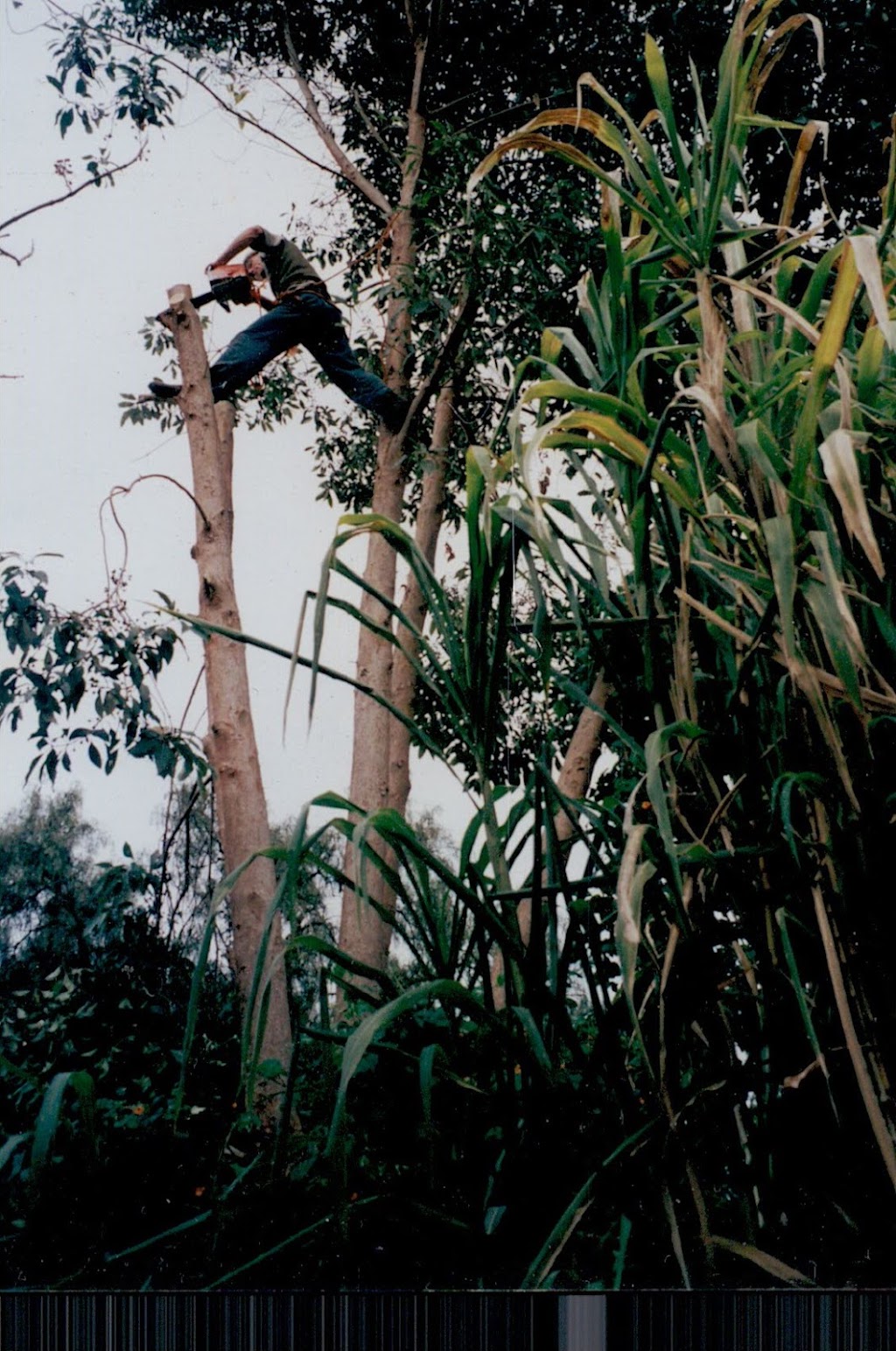 Jeromes Tree Pruning |  | 15 Coughlan Grove, Ocean Beach WA 6333, Australia | 0868017305 OR +61 8 6801 7305