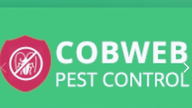 Cobweb Pest Control | home goods store | Carrara QLD 4211, Australia | 0734850780 OR +61 7 3485 0780
