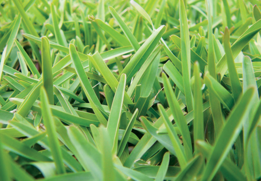 Cedar Creek Turf | 15 Kinabalu Dr, Tamborine Mountain QLD 4272, Australia | Phone: 0414 931 023