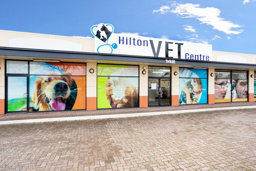 Pets Health Hilton Vet Centre | veterinary care | 142 Sir Donald Bradman Dr, Hilton SA 5033, Australia | 0883527000 OR +61 8 8352 7000