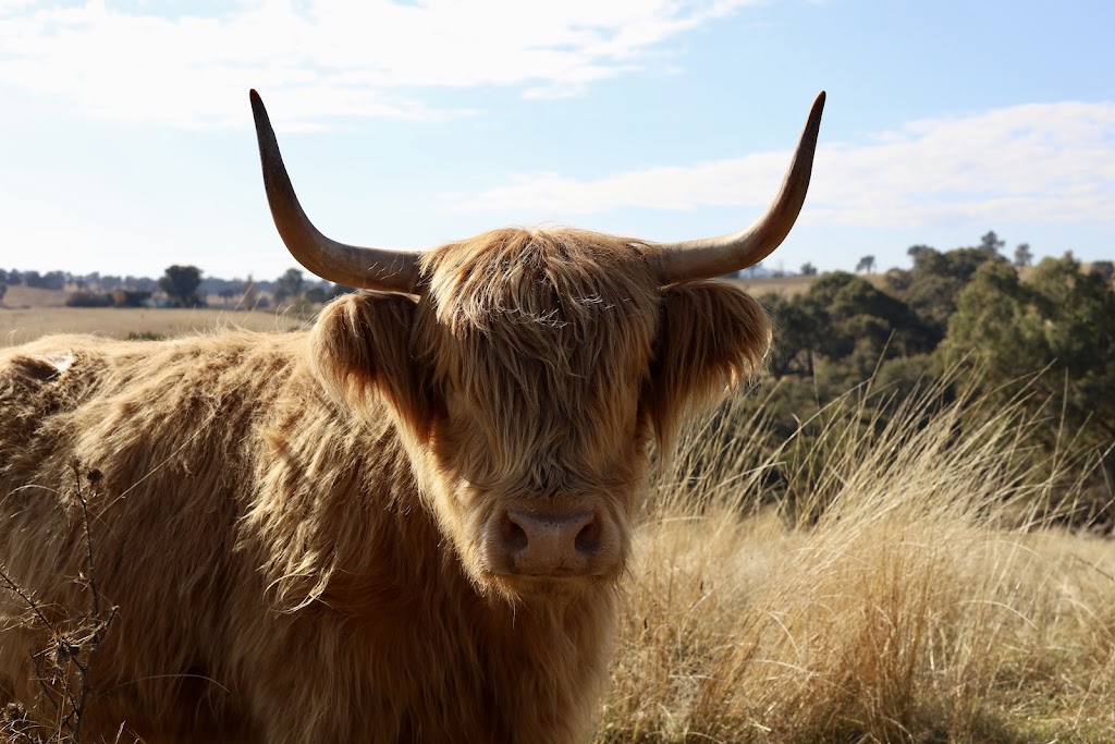 Ivy Hill Highland Cattle | 306 Grabine Rd, Bigga NSW 2583, Australia | Phone: 0487 828 150