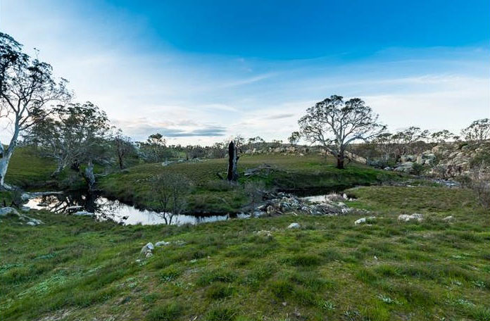 Lartunga Hollow Australian White Sheep Stud | 181 Moss Smith Rd, Eden Valley SA 5235, Australia | Phone: 0447 014 944