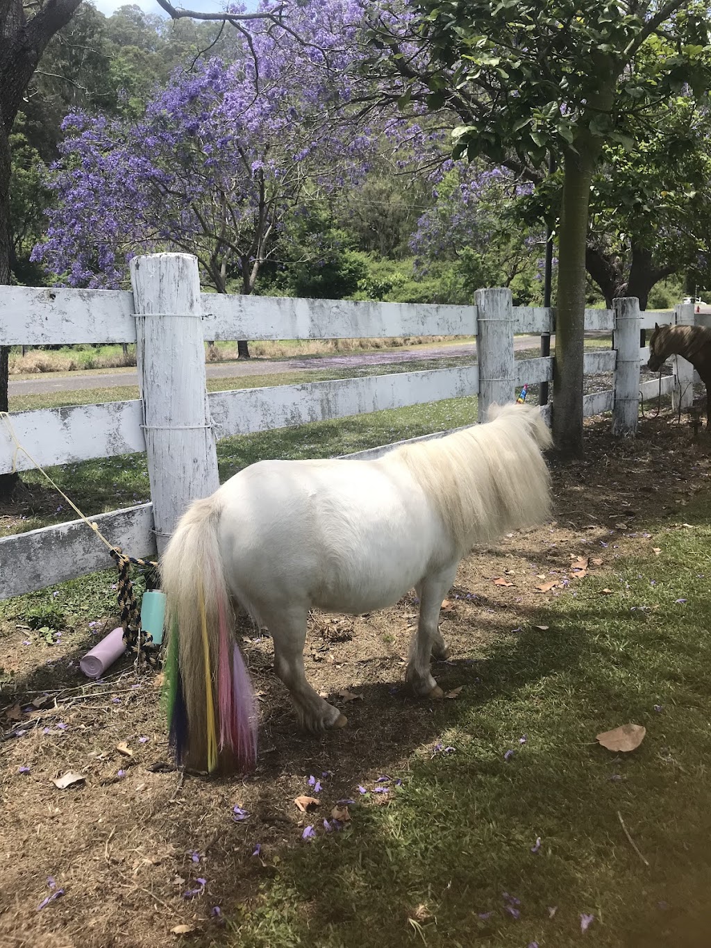 Jolly Jacaranda | lodging | 17 Colvin Rd, Canungra QLD 4275, Australia | 0403685505 OR +61 403 685 505