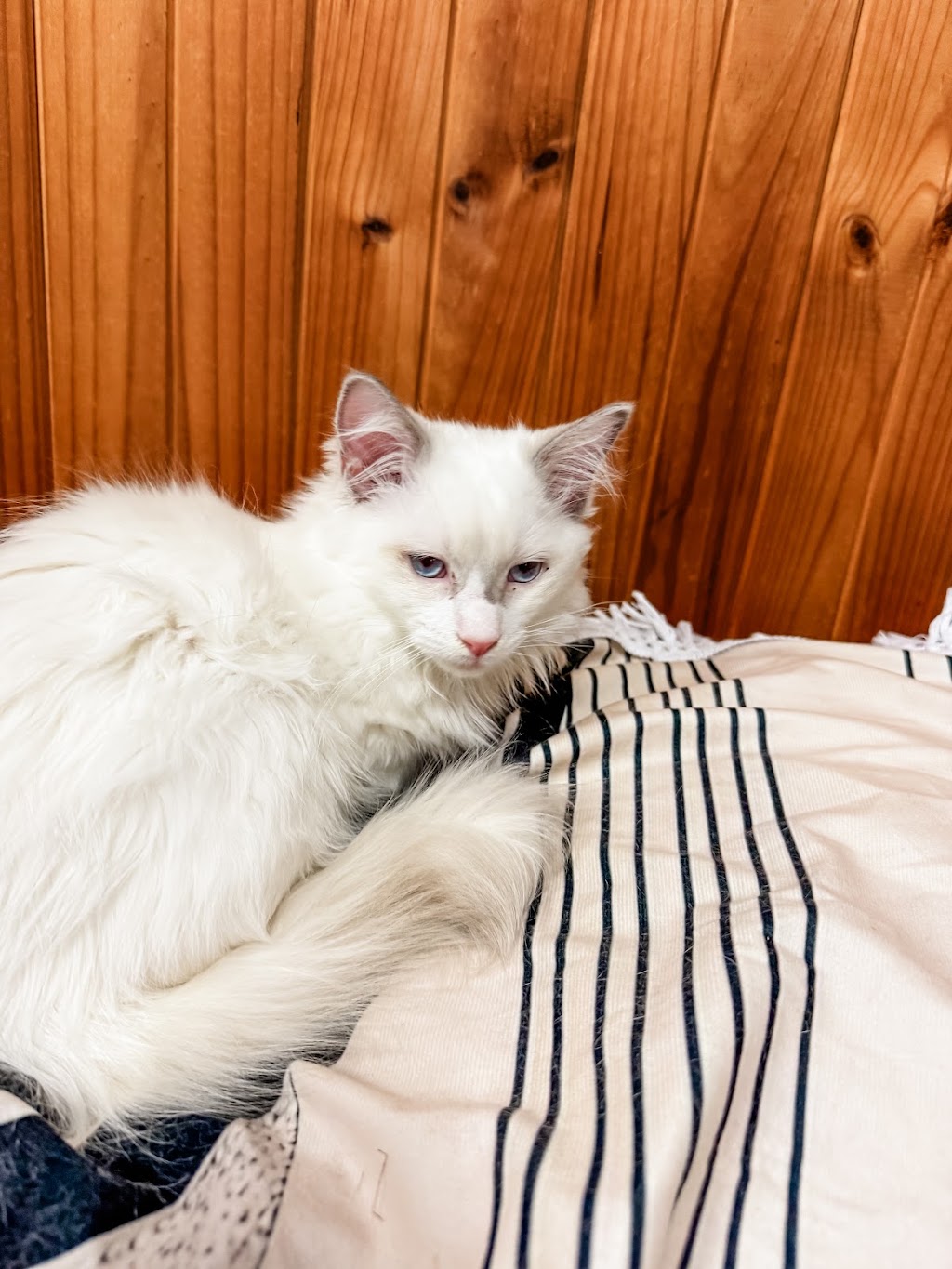 Milks Ragdolls | Milks Ragdolls, Heathcote Junction VIC 3758, Australia | Phone: 0481 973 557
