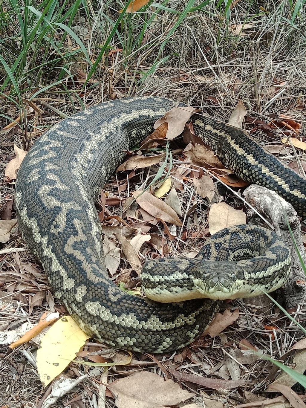 SnakeOut Snake Catchers Brisbane | 14 Ranger St, Kenmore QLD 4069, Australia | Phone: 0456 880 903