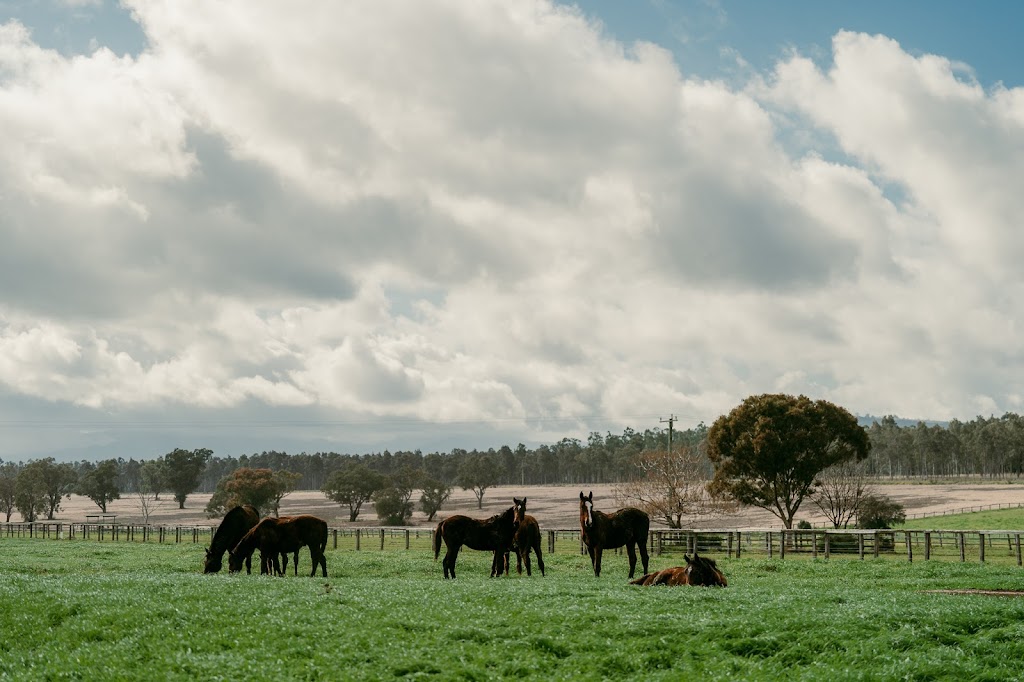 Chatsworth Park | Cliftlands Rd, Scone NSW 2337, Australia | Phone: 0428 631 709