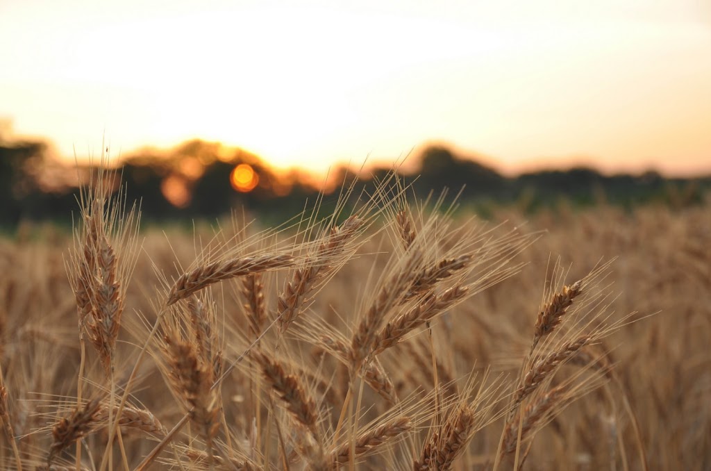 Pacific Fertiliser - Toowoomba | 59 Hermitage Rd, Cranley QLD 4350, Australia | Phone: 1300 473 497