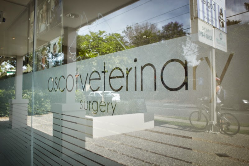 Ascot Veterinary Surgery | veterinary care | 223 Lancaster Rd, Ascot QLD 4007, Australia | 0732682688 OR +61 7 3268 2688